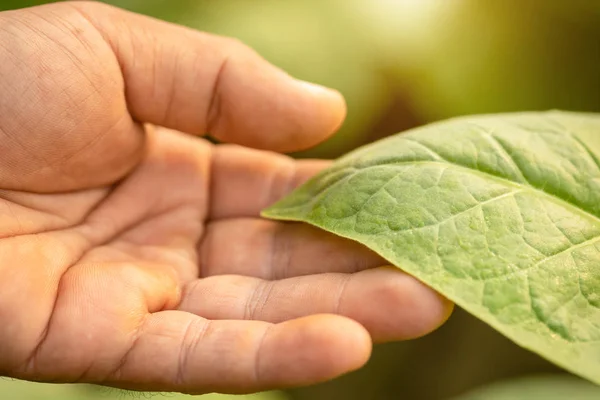 Hand of agriculturist touching leaf of tobacco tree in sunrise o — Stock Photo, Image