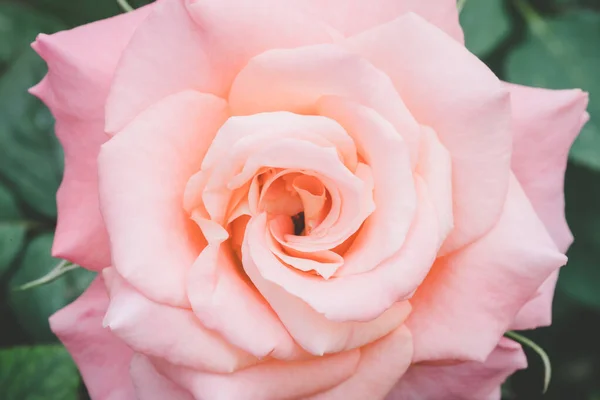 Рожеве цвітіння троянди в саду. Домашні прикраси на відкритому повітрі та садівництво — стокове фото