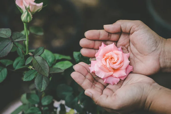 Tenendo in mano rosa fiore rosa rosa in giardino. Home concetto di giardinaggio — Foto Stock