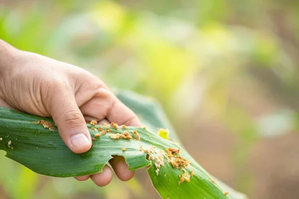 Farmer working in the field of corn tree and research or checkin — Stock Image Farmer working in the field of corn tree and research or checkin Royalty Free Stock Images