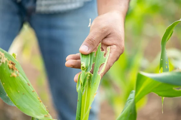 Farmer working in the field of corn tree and research or checkin — Stock Image Farmer working in the field of corn tree and research or checkin Stock Photo