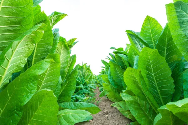 Tobacco plant in the field at Sukhothai province, Northern of Th — Stock Photo, Image