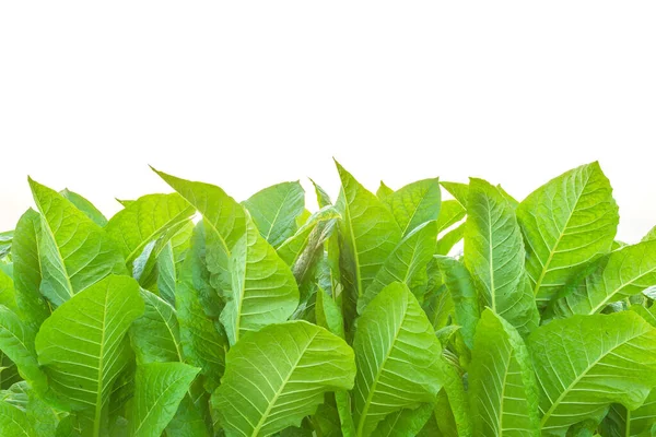 Tobacco plant in the field at Sukhothai province, Northern of Th — Stock Photo, Image