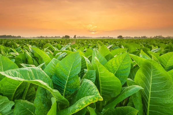 Widok rośliny tytoniowej na polu w prowincji Sukhothai, Northe — Zdjęcie stockowe