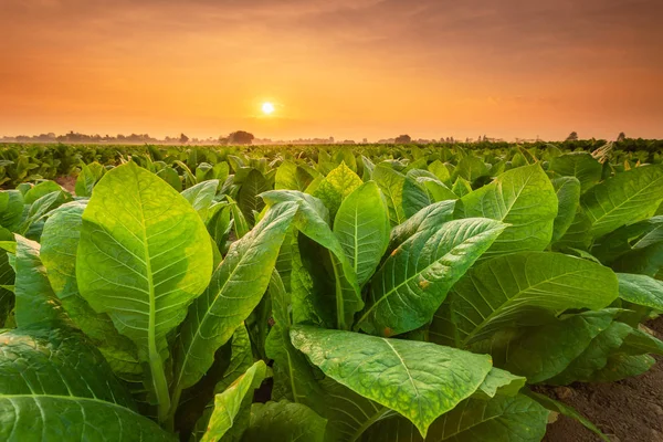 Utsikt över tobaksplantan på fältet i Sukhothai provinsen, Northe — Stockfoto