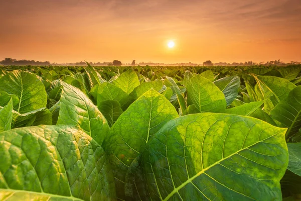 Utsikt över tobaksplantan på fältet i Sukhothai provinsen, Northe — Stockfoto