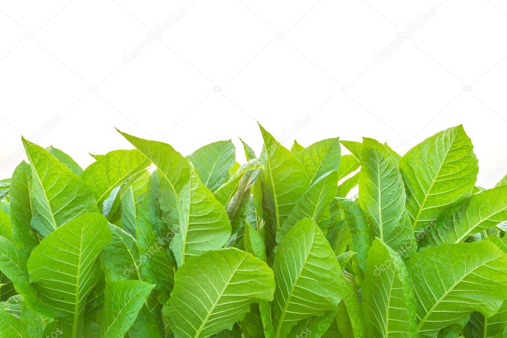 Tobacco plant in the field at Sukhothai province, Northern of Th