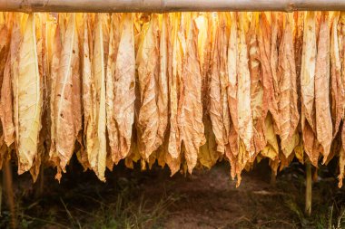 Kuru tütün yaprağı dışarıdaki kulübedeki bambunun üzerinde asılı. Fabrikaya gönderilmeden önce tütün yaprağı hazırlama işlemi