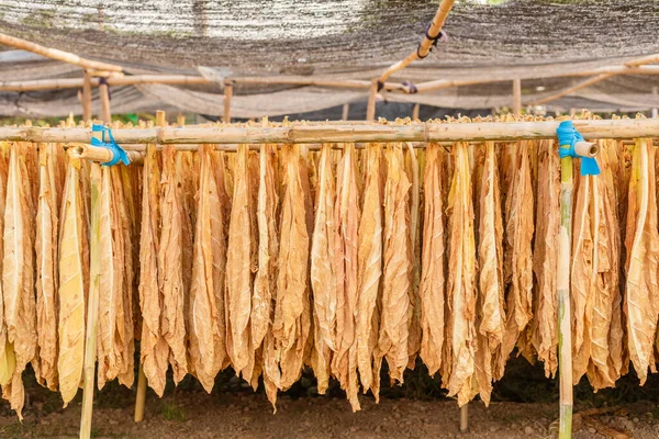 Kuru Tütün Yaprağı Dışarıdaki Kulübedeki Bambunun Üzerinde Asılı Fabrikaya Gönderilmeden — Stok fotoğraf