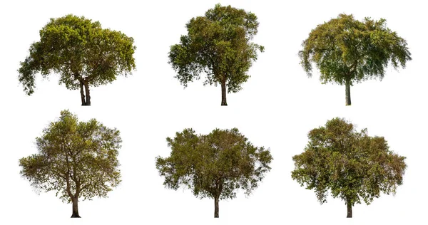 Συλλογή Από Μεγάλο Τροπικό Πράσινο Δέντρο Που Απομονώνονται Λευκό Φόντο — Φωτογραφία Αρχείου