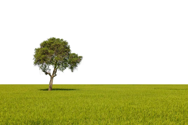 Duże Tropikalne Zielone Drzewo Zielonym Polu Ryżu Izolowane Białym Tle — Zdjęcie stockowe