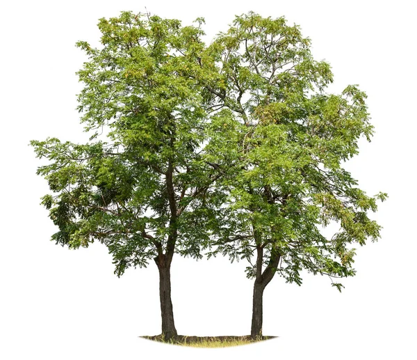 Beyaz Arka Planda Izole Edilmiş Ikiz Tropik Yeşil Ağaç Kırpma — Stok fotoğraf