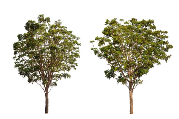 Stor Grön Neem Träd Nimtree Eller Indisk Syren Isolerad Vit — Stockfoto