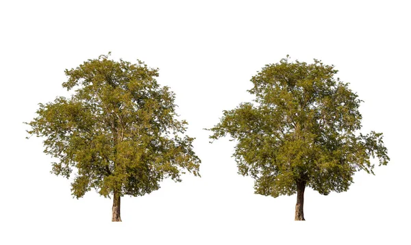 Stort Tropiskt Träd Tamarind Träd Isolerad Vit Bakgrund Sparad Med — Stockfoto