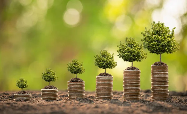 Different Level Coin Stack Young Green Sprout Top Business Success — Stock Photo, Image