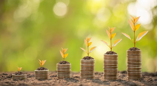 Different Level Coin Stack Young Green Sprout Top Business Success — Stock Photo, Image