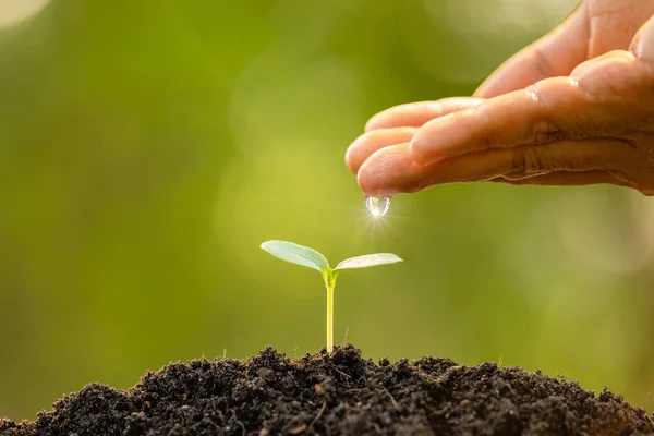 Cerca Mano Que Agua Los Brotes Verdes Jóvenes Que Crecen — Foto de Stock