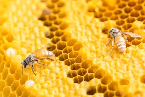 Makro Grupa Pszczół Planie Studia Plastra Miodu Pojęcie Żywności Lub — Zdjęcie stockowe