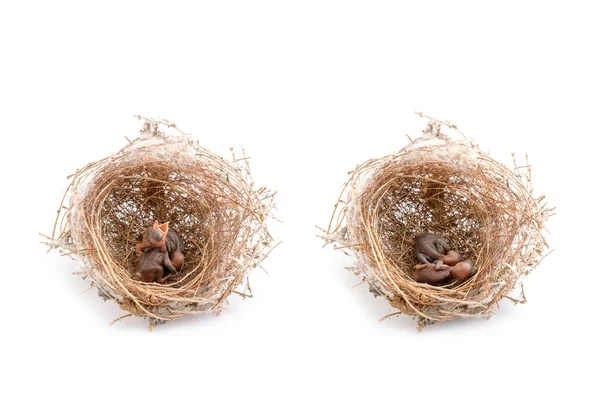Twee Van Baby Vogels Bruin Droog Gras Nest Studio Shoot — Stockfoto