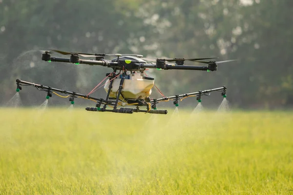 Big Agriculture Drone Flying Rice Field Sprayed Chemical Fertilizer Technology — Stock Photo, Image