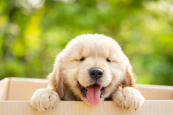 Little Cute Puppy Golden Retriever Standing Cardboard Box Green Nature — Stock Photo, Image