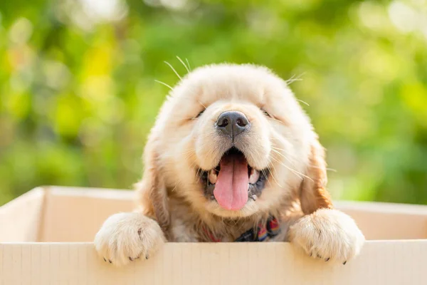 Little Cute Puppy Golden Retriever Standing Cardboard Box Green Nature — Stock Photo, Image