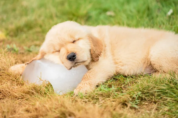 Little Cute Puppy Golden Retriever Sleeping Ice Cube Garden Animal — Stock Photo, Image