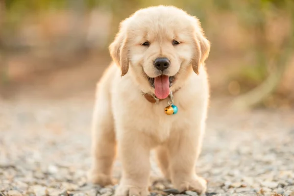 Little Cute Puppy Golden Retriever Standing Outdoor Garden Blur Background — Stock Photo, Image