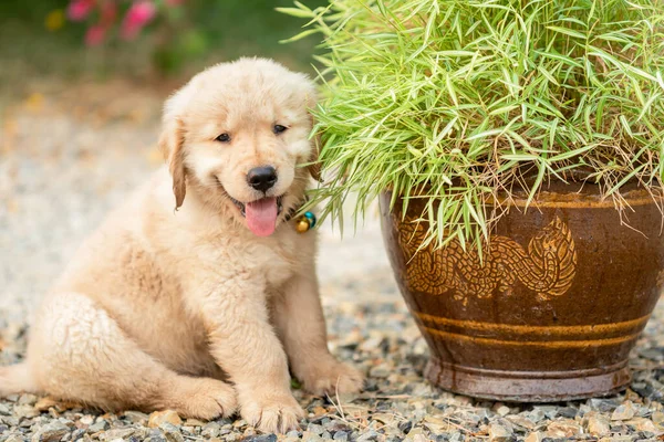 小さなかわいい子犬 ゴールデンレトリバー 小さな竹の植物やThyrosstachys Siamensisを食べる庭の鍋でギャンブル — ストック写真