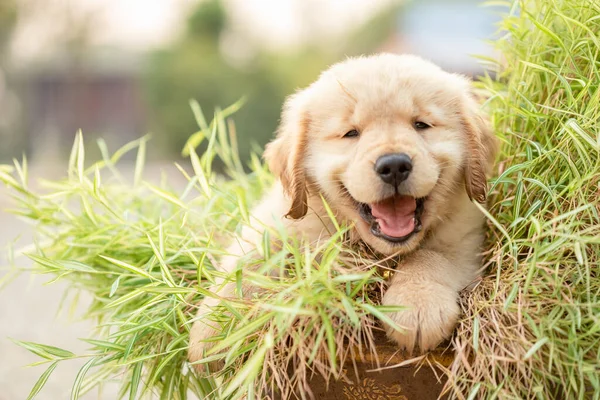 Little cute puppy (Golden Retriever) eating small bamboo plants or Thyrsostachys siamensis Gamble in garden pot