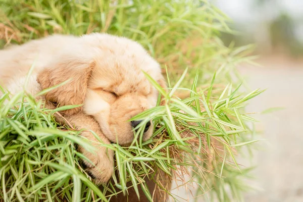 Little Cute Puppy Golden Retriever Eating Small Bamboo Plants Thyrsostachys — Stock Photo, Image