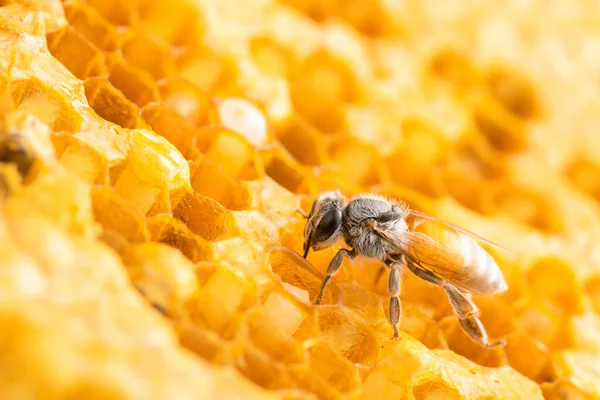 Makro Gruppe Von Bienen Auf Honigwaben Studiotrieb Ernährungs Oder Naturkonzept — Stockfoto