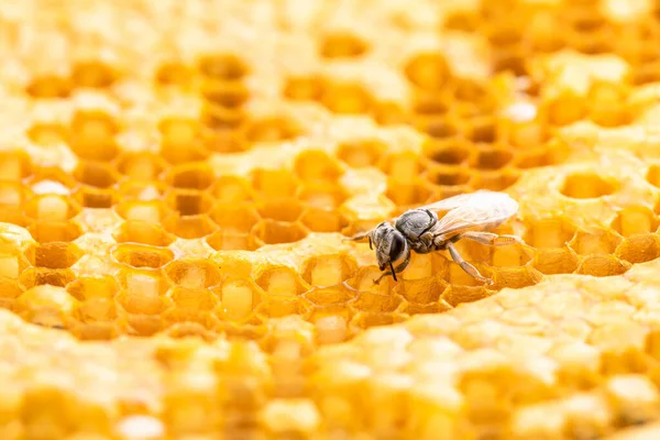 Makro Gruppe Von Bienen Auf Honigwaben Studiotrieb Ernährungs Oder Naturkonzept — Stockfoto