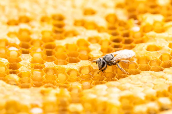 Macro Grupo Abejas Estudio Panal Rodaje Concepto Alimentación Naturaleza — Foto de Stock