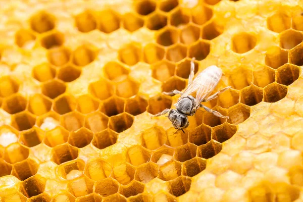 Macro Grupo Abejas Estudio Panal Rodaje Concepto Alimentación Naturaleza —  Fotos de Stock