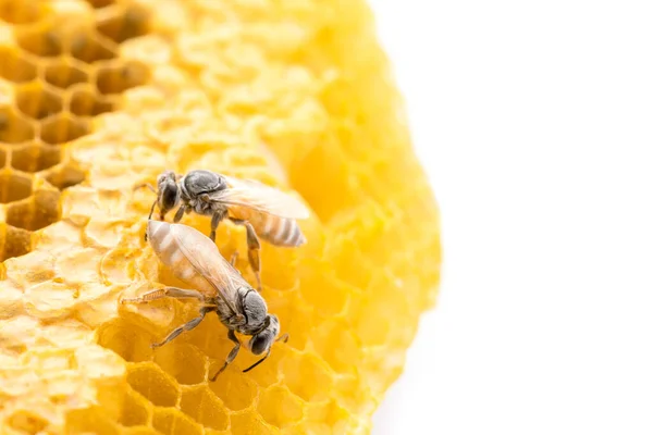 Makro Bienen Auf Wabenstudio Shooting Und Isoliert Auf Weißem Hintergrund — Stockfoto