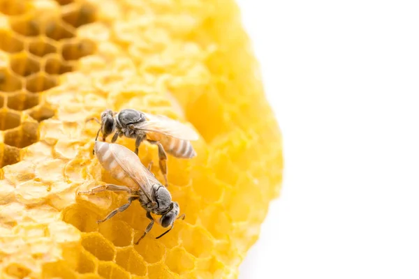 Macro Abejas Panal Estudio Disparar Aislado Fondo Blanco —  Fotos de Stock