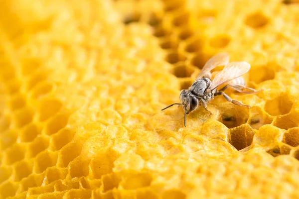 蜂窝工作室拍摄宏观蜂群 粮食或自然概念 — 图库照片