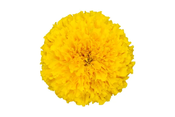 Flor Calêndula Amarela Isolada Fundo Branco — Fotografia de Stock
