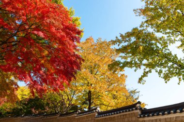 Geleneksel Kore tuğla duvarı ve renkli sonbahar yapraklı siyah seramik çatı Changdeokgung Sarayı, Seul, Güney Kore.
