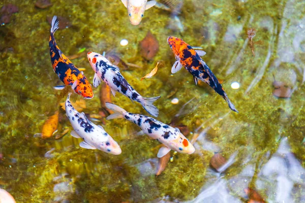 Bunte Koi Fische Oder Schicke Karpfen Schwimmen Teich — Stockfoto