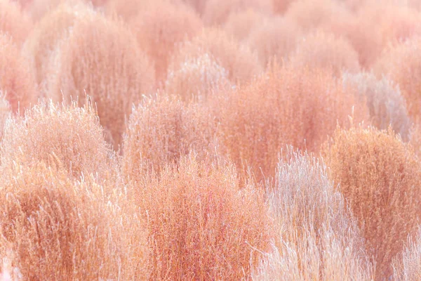 Dry Pink Autumn Kochia Scoparia Field — 스톡 사진