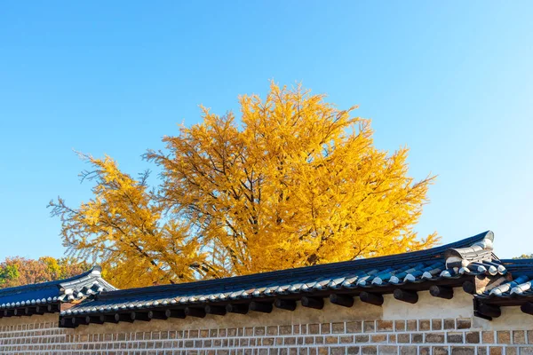 Traditionelle Koreanische Ziegelmauer Mit Schwarzem Keramikdach Und Gelbem Ginkgo Baum Stockbild