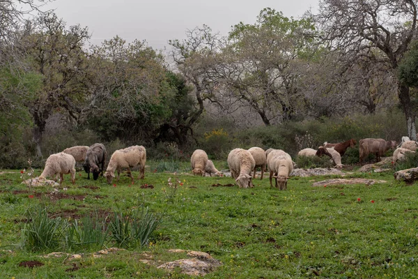 Pâturage Des Moutons Des Chèvres Dans Les Bois — Photo