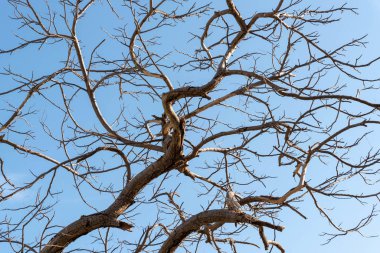 Mavi gökyüzüne karşı dallar arka plan için iyidir.