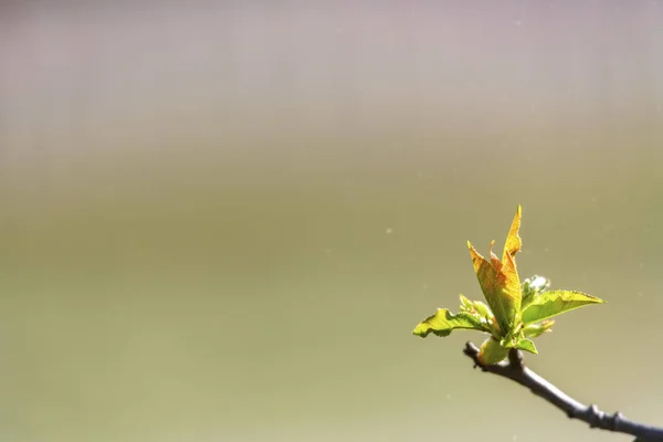 Spring Background Green Small Detail Tree Leaves Blurred Background — Stock Photo, Image