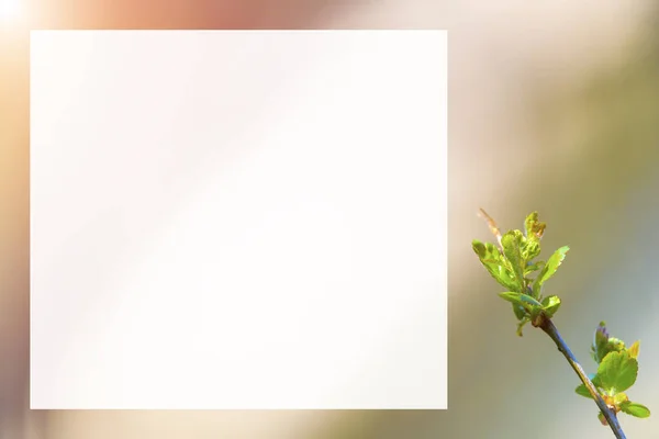 Ανοιξιάτικο Φόντο Πράσινα Φύλλα Δέντρου Μικρή Λεπτομέρεια Θολή Φόντο — Φωτογραφία Αρχείου