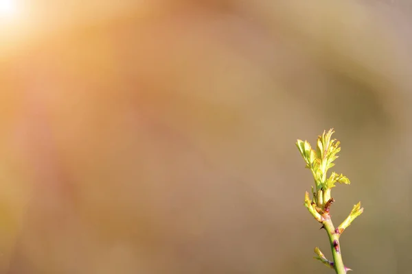 Primavera Sfondo Verde Piccolo Dettaglio Albero Foglie Sfondo Sfocato — Foto Stock