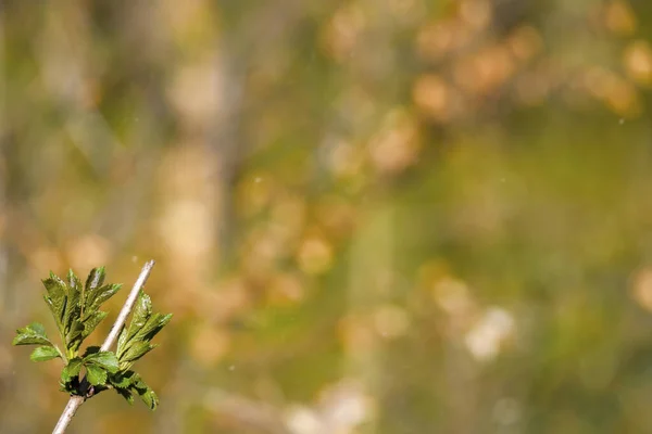 Bahar Arkaplanı Bulanık Arkaplanda Yeşil Küçük Detay Ağacı Yaprakları — Stok fotoğraf