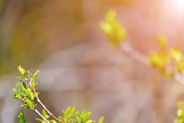 Primavera Sfondo Verde Piccolo Dettaglio Albero Foglie Sfondo Sfocato — Foto Stock